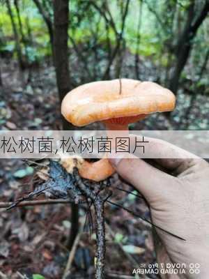 松树菌,松树菌图片